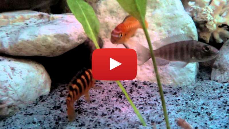 Video 3qaGCqqfVZs abspielen