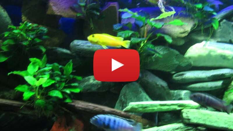 Video 3qxwLU4DNq4 abspielen