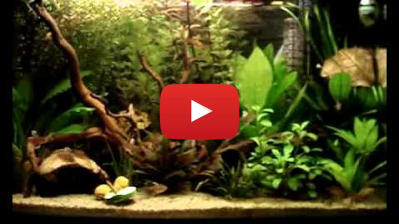 Video 3uKRDnvn2hI abspielen