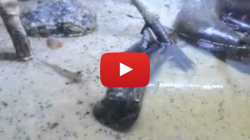 Video 3uaDyP7ojIc abspielen