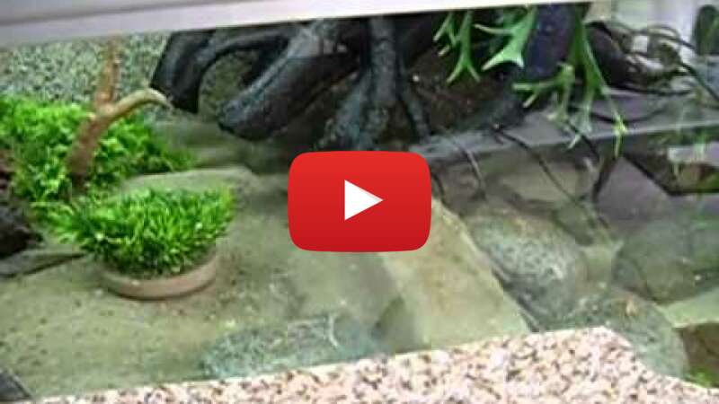 Video 3z1SEjRiFJ4 abspielen