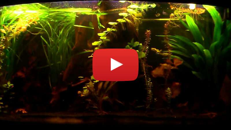 Video 4-xtkYR3HqI abspielen