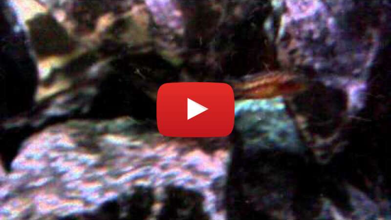 Video 40uStOZeVLk abspielen