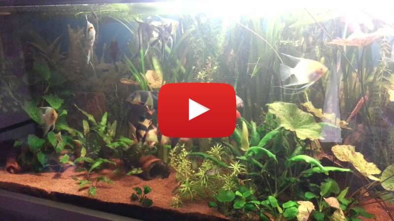 Video 41hbZi44_Dk abspielen