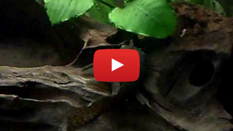 Video 45trAPveaYs abspielen