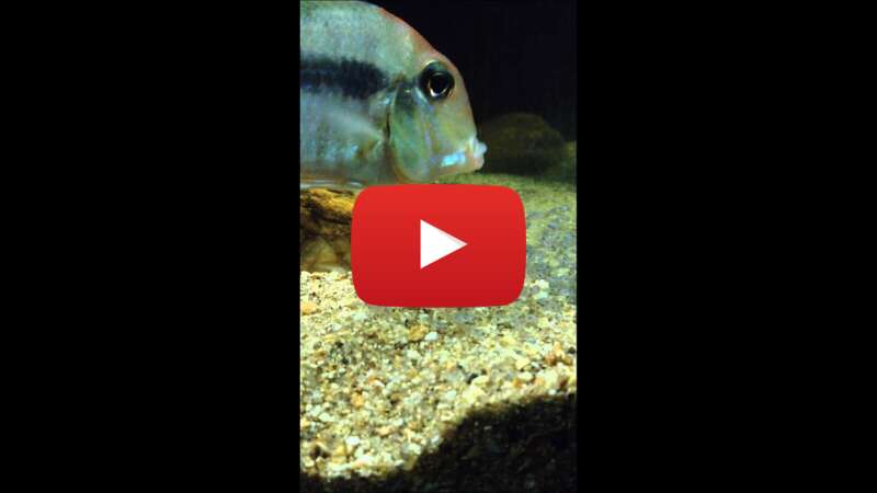 Video 4ED6YFvcEz0 abspielen