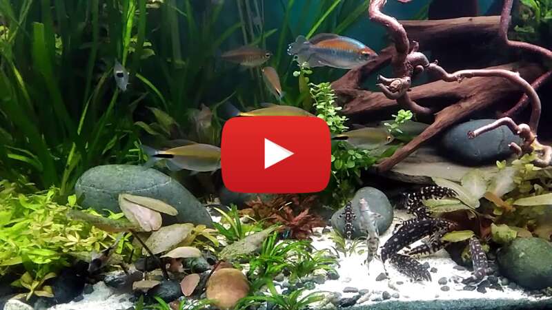 Video 4FtZuHXcDHE abspielen