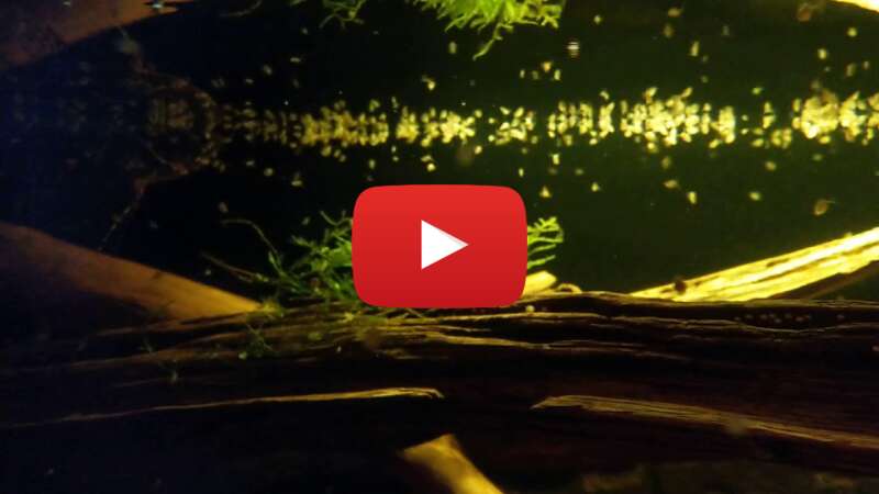 Video 4J-sI4rtq2Q abspielen