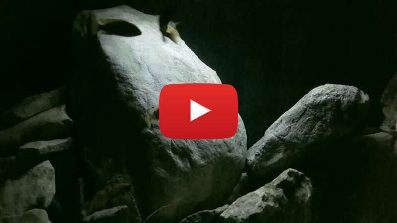 Video 4MXCNbFrpHw abspielen