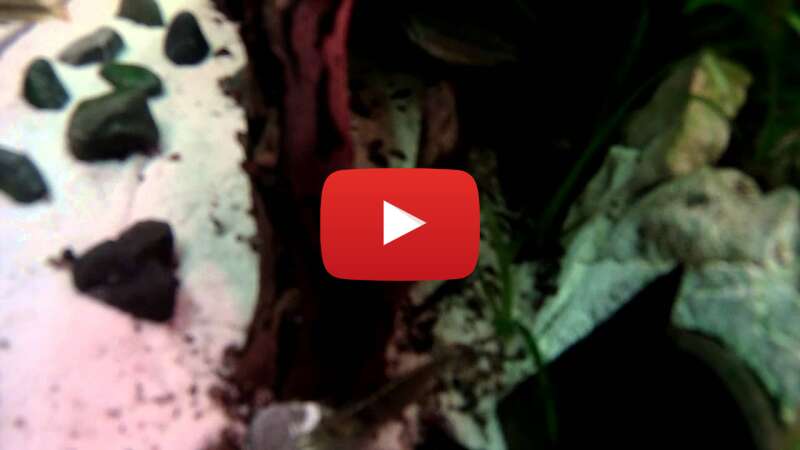 Video 4OeIMWKCh9E abspielen