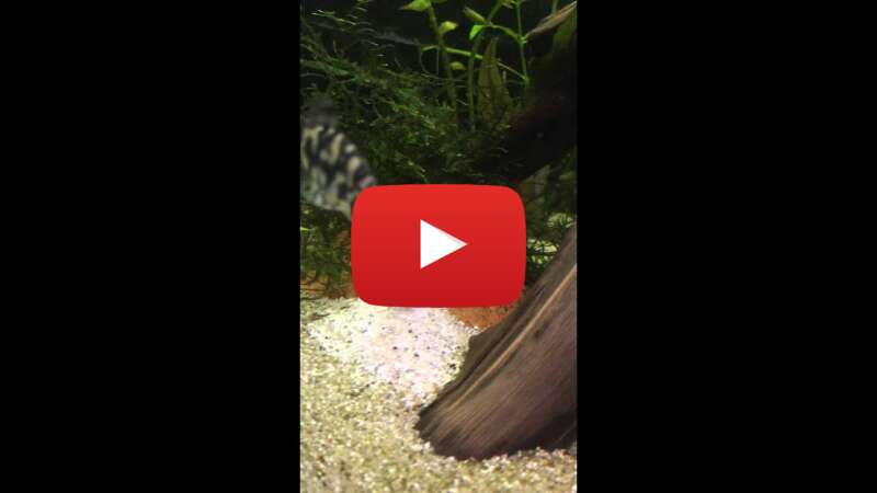 Video 4WqTzqUcrPk abspielen