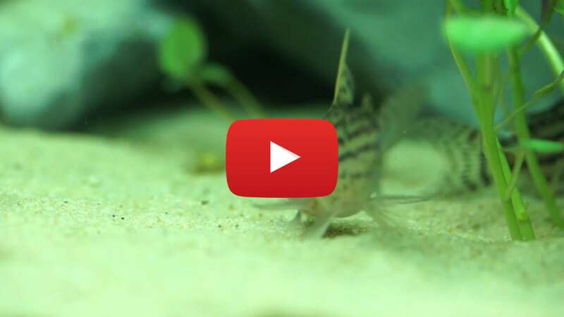 Video 4daR-W2viA0 abspielen