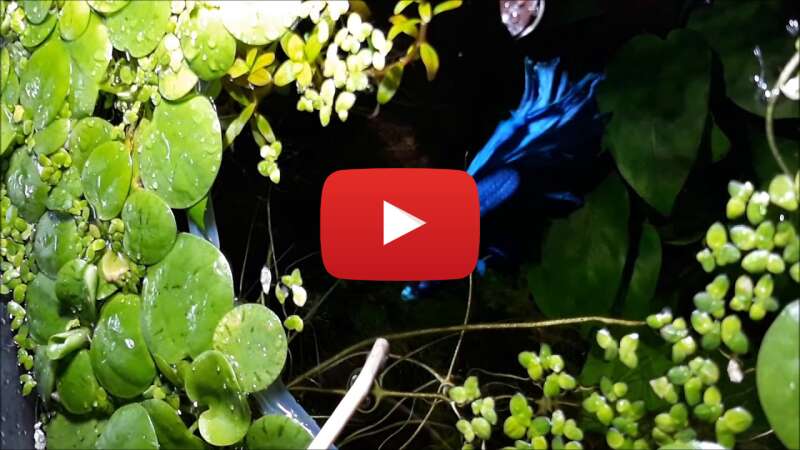 Video 4eC0QIO3iHg abspielen