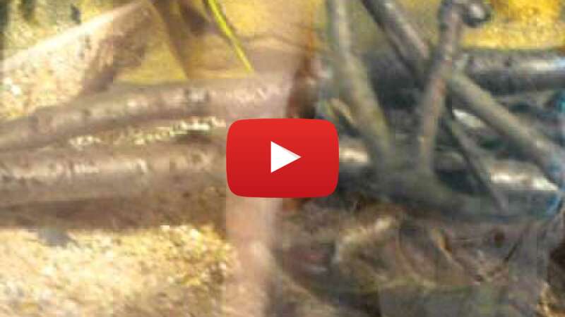 Video 4fnqnMi7cQ8 abspielen