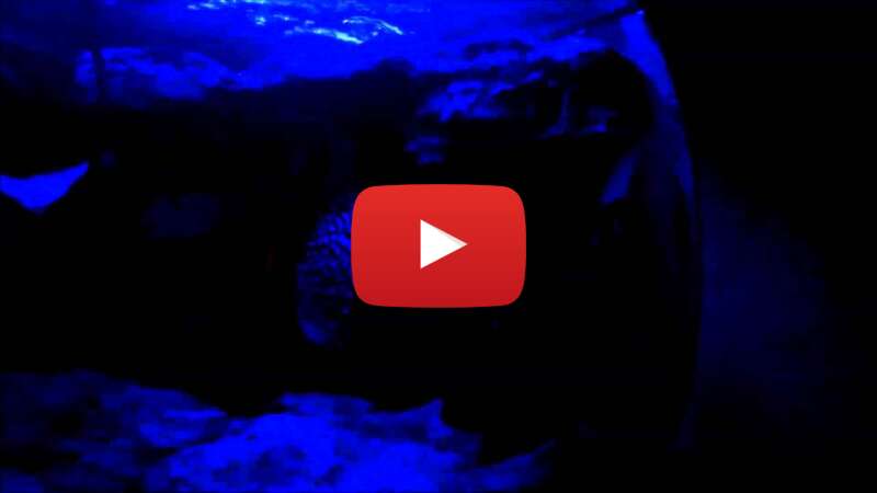 Video 4g9NL3sSCJc abspielen