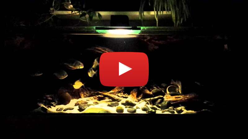 Video 4jfJnyUsRnc abspielen