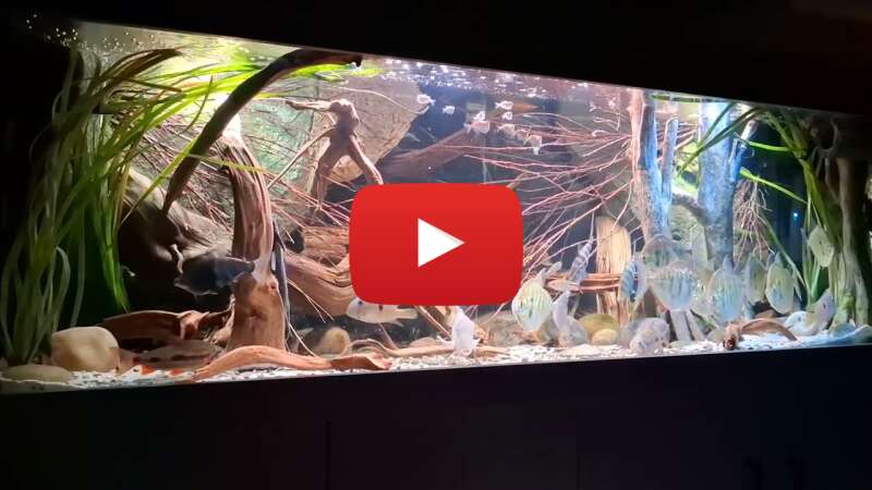 Video 4kvhOKtmMiA abspielen