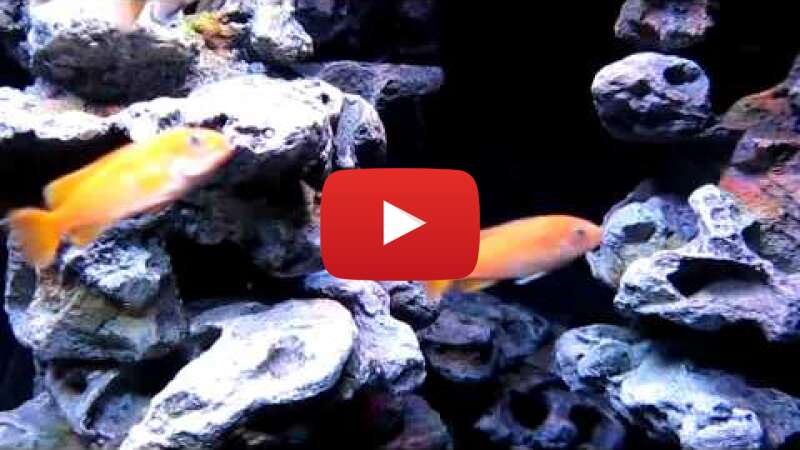 Video 4l9UHsqag68 abspielen