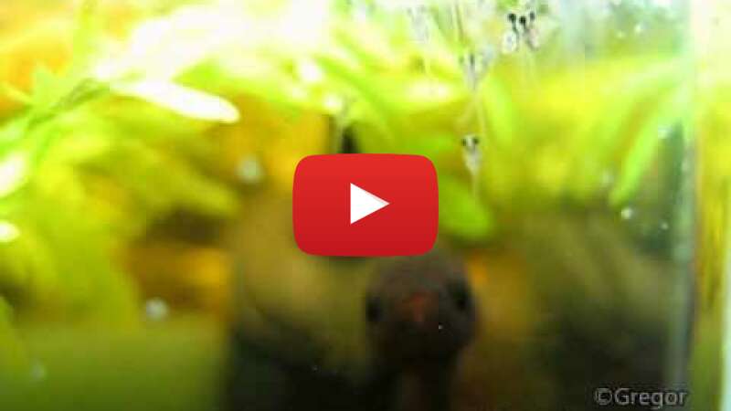 Video 4lS5pAVXpe0 abspielen