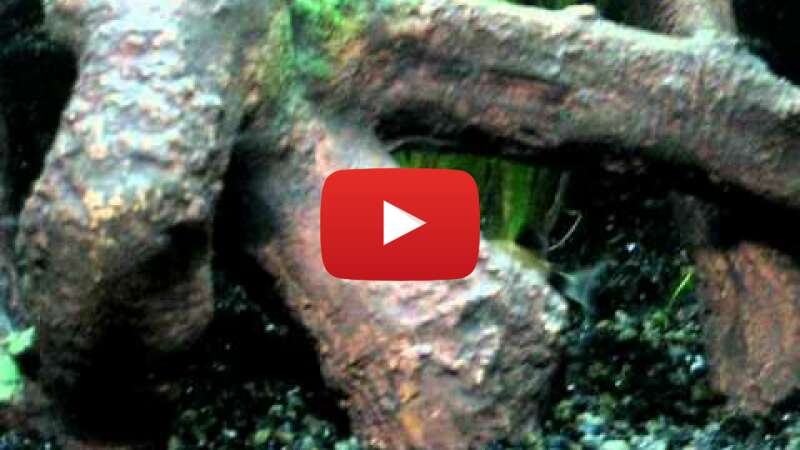 Video 4lXHE2gHpUo abspielen