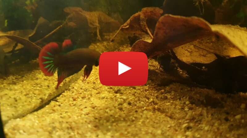 Video 4loRh16lInE abspielen