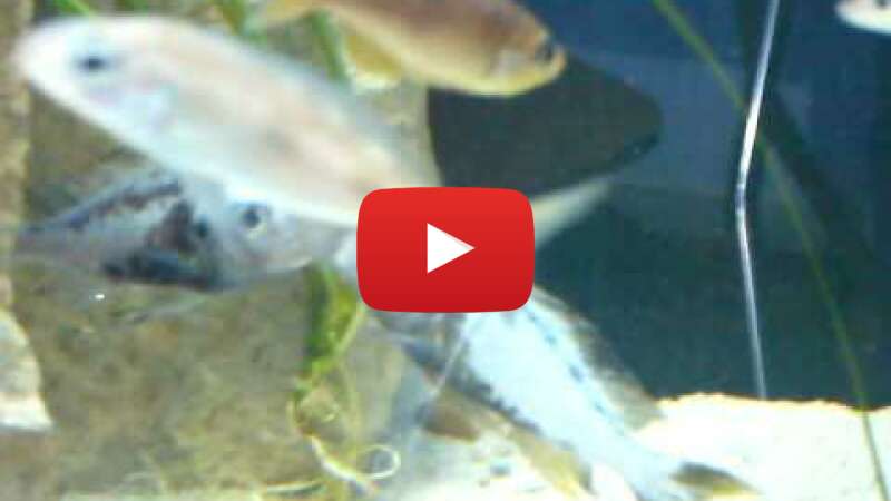 Video 4mB0kaohP0E abspielen