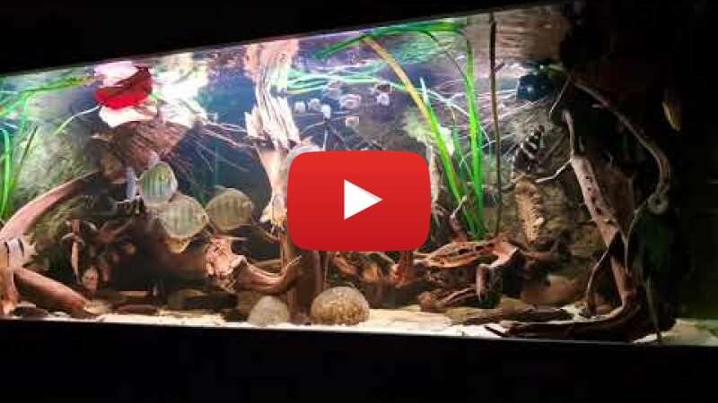 Video 4oi2Zb_uCdc abspielen