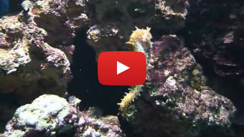 Video 4r-o4YdxAAY abspielen