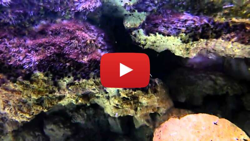 Video 4raz6iTOMVQ abspielen