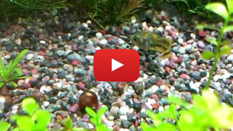 Video 4sh5aWG63vk abspielen