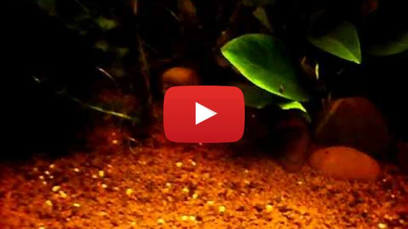 Video 4uFBVmMOT8s abspielen