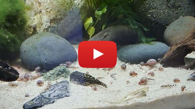 Video 4uFfGDBtPrk abspielen