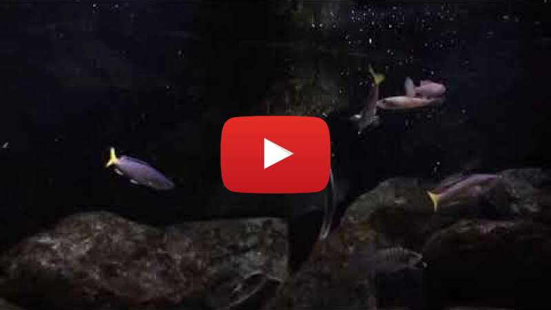 Video 4vhbTaU1z-E abspielen