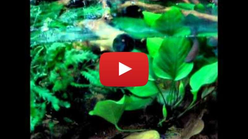 Video 58FZouBbLVA abspielen