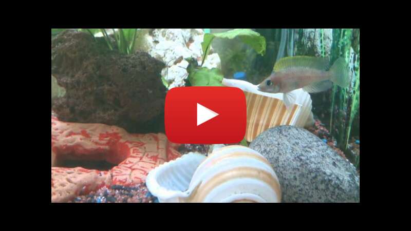 Video 5CjuE_rxcBg abspielen