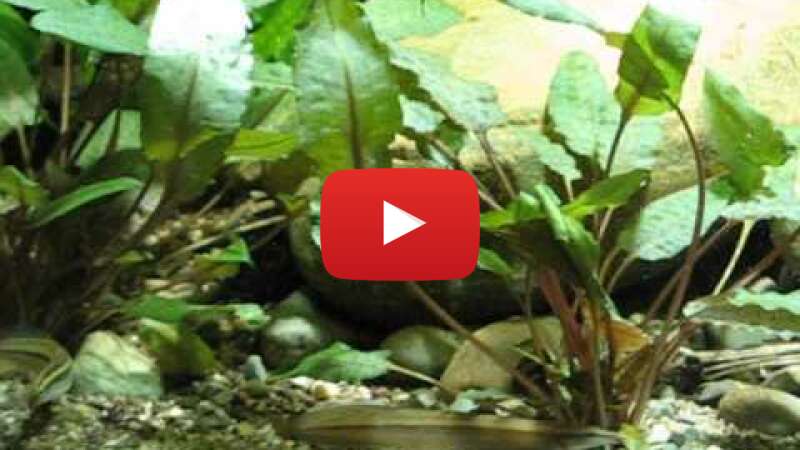 Video 5G7yJ-PyIS0 abspielen