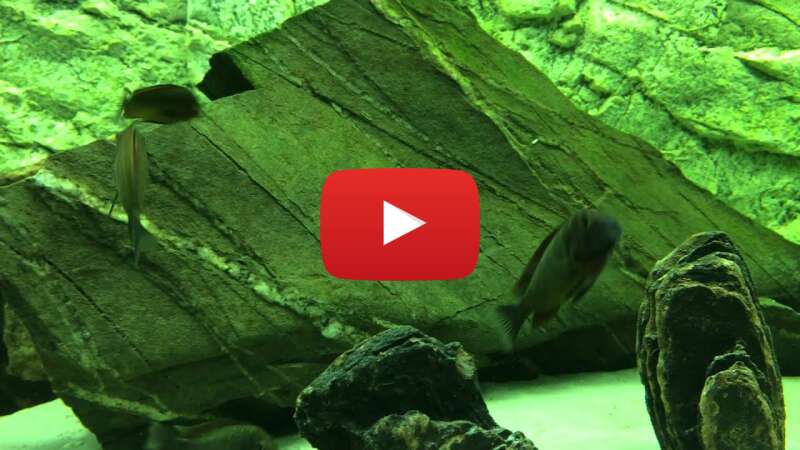 Video 5J2foRnp4zk abspielen