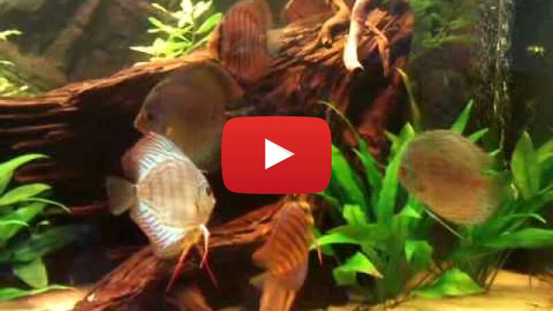 Video 5LuDS3yNwjw abspielen