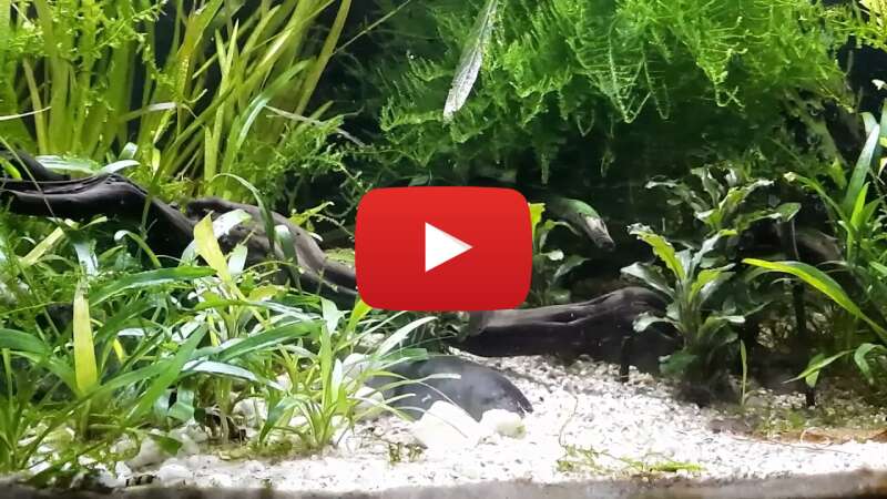 Video 5OJ50YqDOXE abspielen