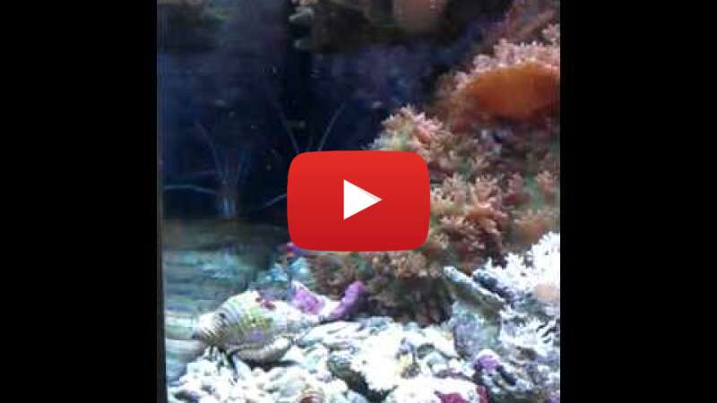 Video 5PldPgpSbpI abspielen