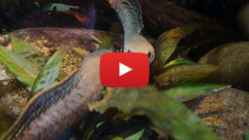 Video 5SCVeL--7Rc abspielen