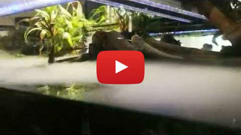 Video 5T4ryWo0WTw abspielen