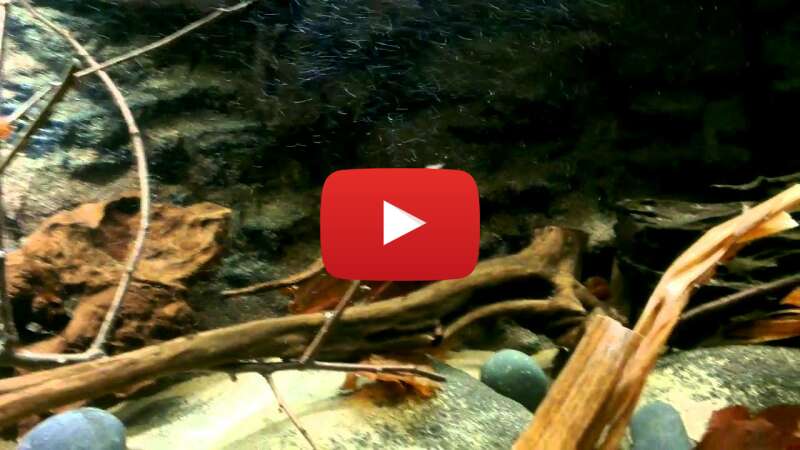 Video 5UvD6obIZ2c abspielen