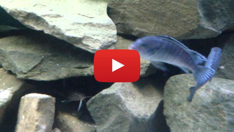 Video 5XOC609SjUw abspielen