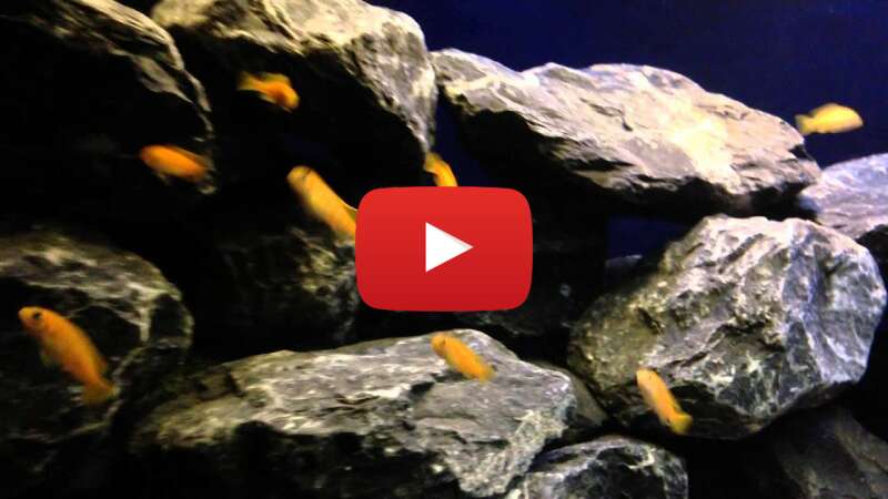 Video 5_VClBBH94U abspielen