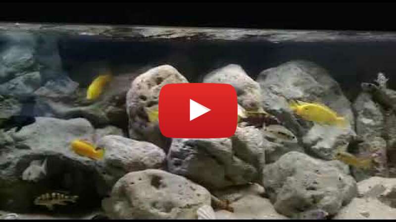 Video 5btSH-7u2Qc abspielen