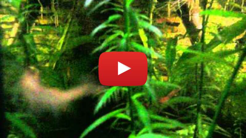 Video 5cwLU_drk58 abspielen