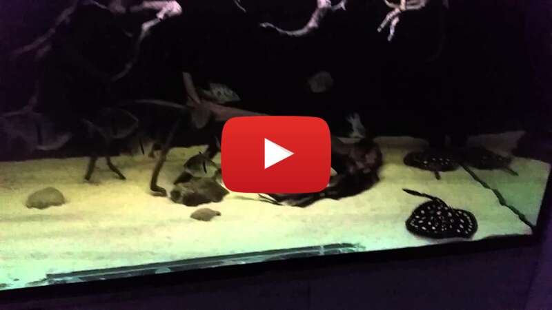 Video 5nATf9aV-xE abspielen