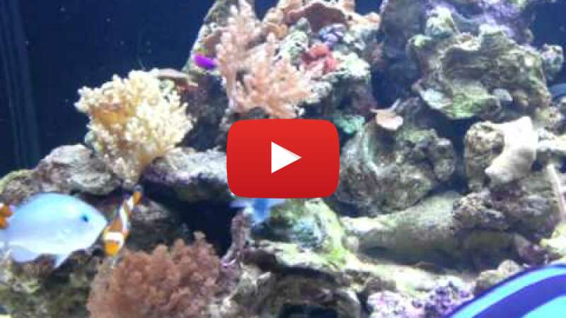 Video 5osI4DYjEUk abspielen