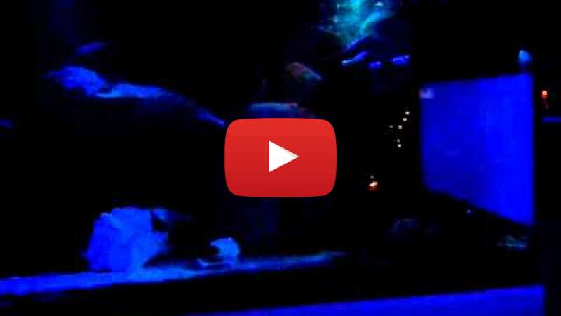 Video 5tq9J4eMWLs abspielen